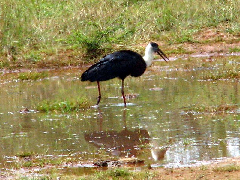 File:Wooly necked stork 1.jpg