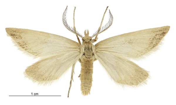 File:Asaphodes campbellensis male.jpg