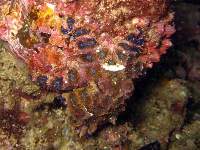 File:Blue-ringed-octopus.jpg