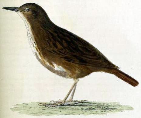 File:Bonin Thrush.jpg