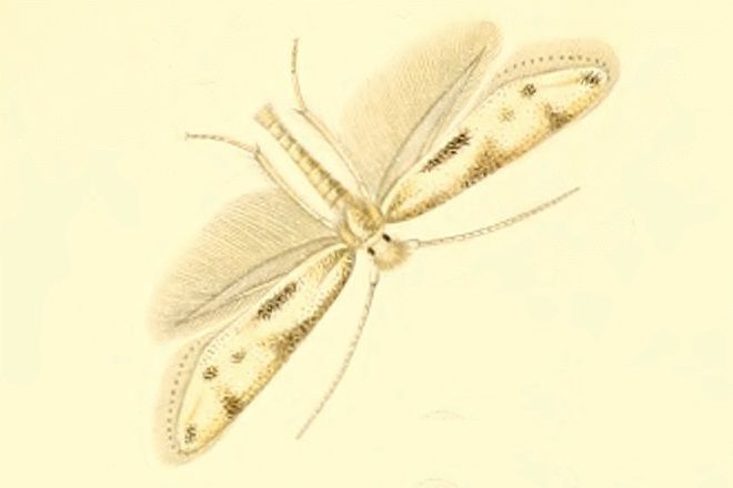 File:Bucculatrix lavaterella.jpg