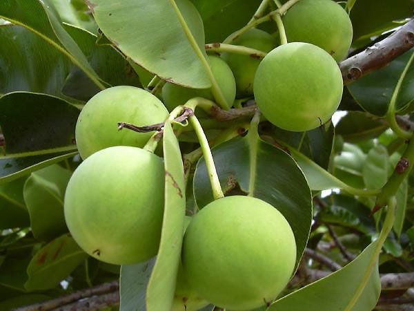 File:Calophyllum-inophyllum06.jpg