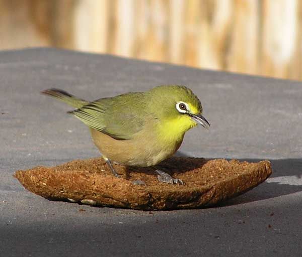 File:Cape-white-eye-001.jpg