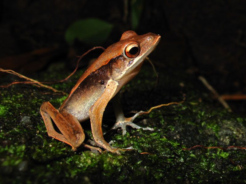 File:Clinotarsus alticola from Thailand.jpg