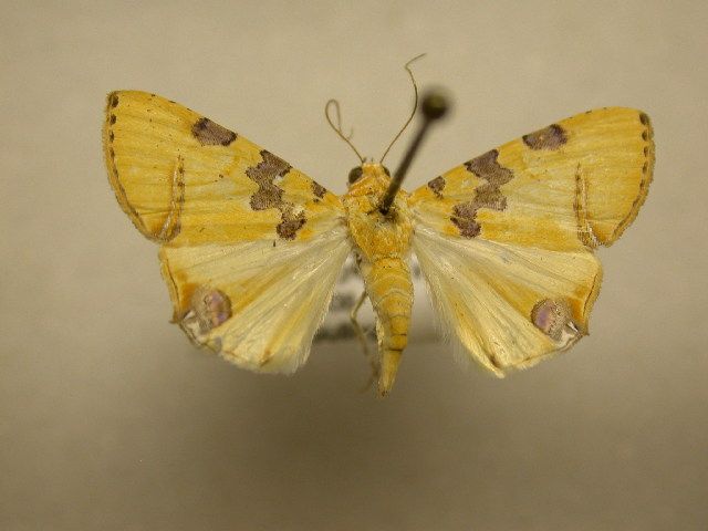 File:Eulepidotis hermura.jpg