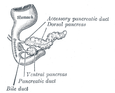 File:Gray1101.png