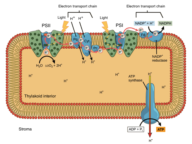 File:Innerworkings of a thylakoid.png