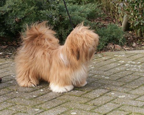 File:Lhasa Apso 2.jpg