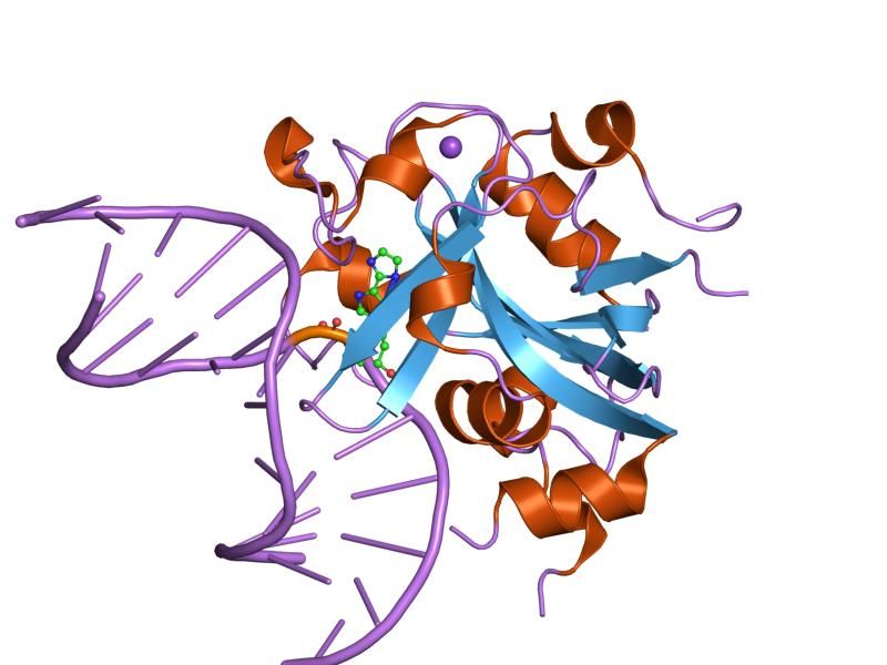 File:PDB 1f4r EBI.jpg