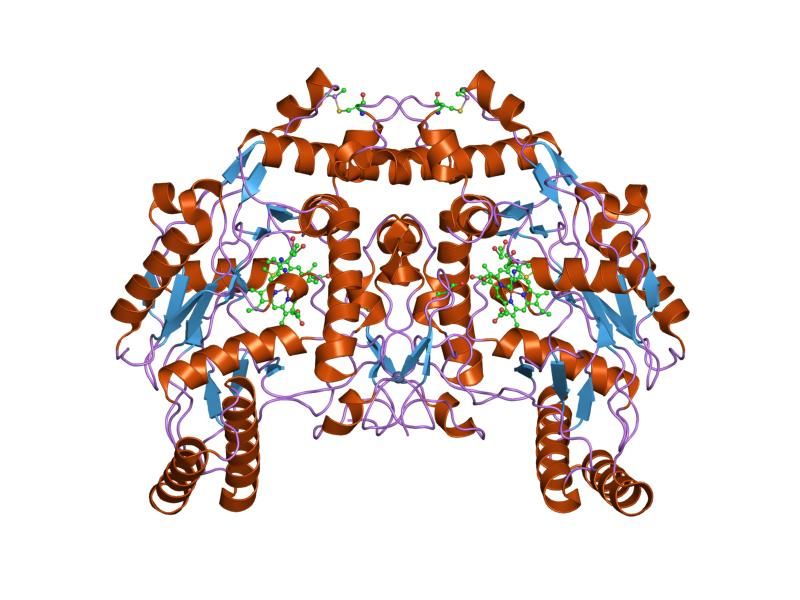 File:PDB 1i83 EBI.jpg