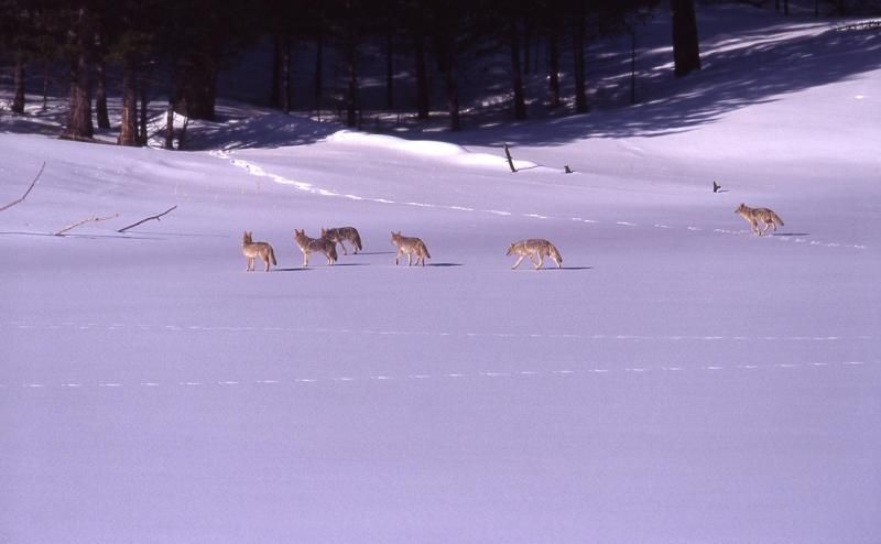 File:Pack of coyotes on snow.jpg