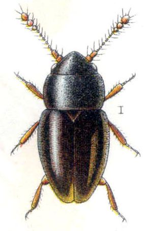 File:Ptenidium pusillum.jpg