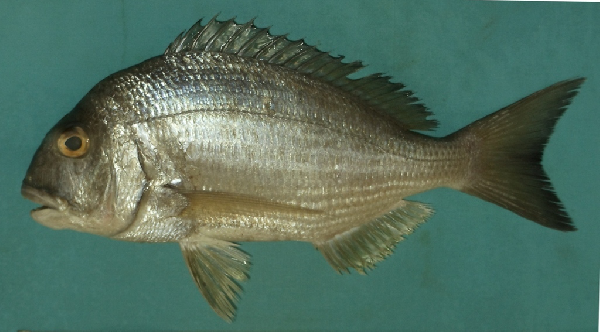 File:Rhabdosargus haffara.png