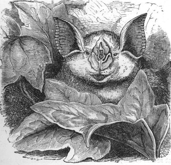 File:Rhinolophus ferumequinum ras.jpg