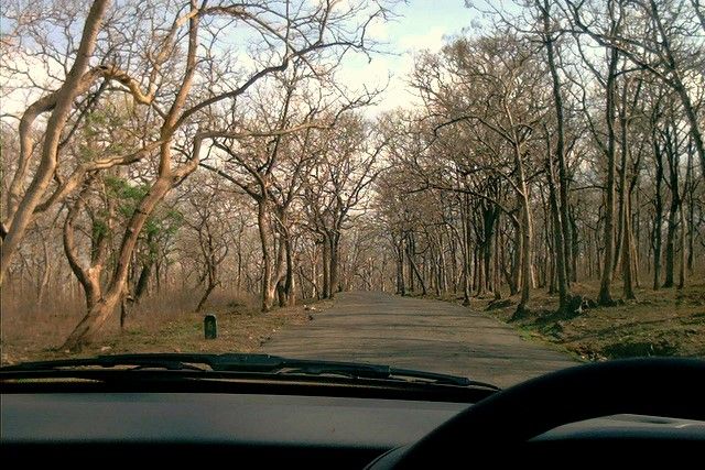 File:SathyamangalamForest.jpg