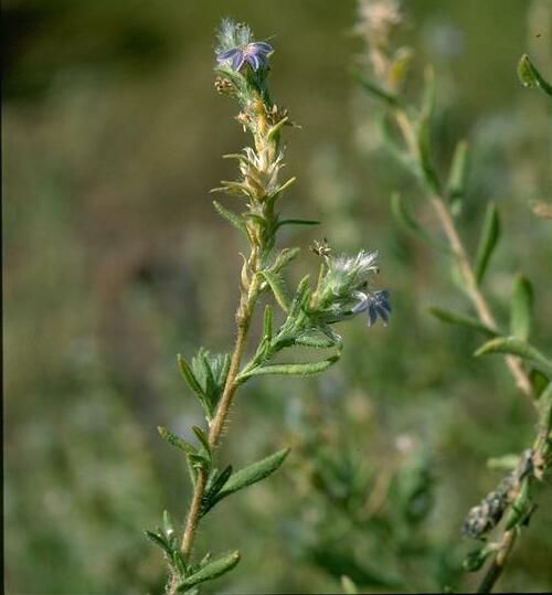 File:Scaevola browniana.jpg