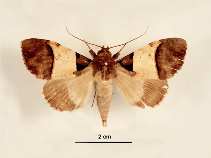 File:Serrodes campana male dorsal.jpg