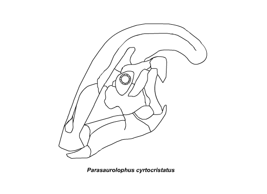 File:Skull of Parasaurolophus cyrtocristatus.png