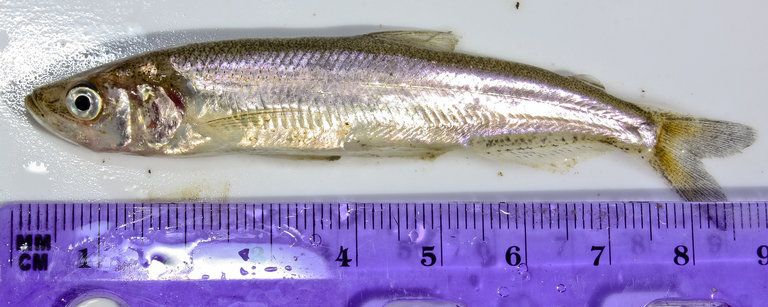 File:Spirinchus thaleichthys.jpeg