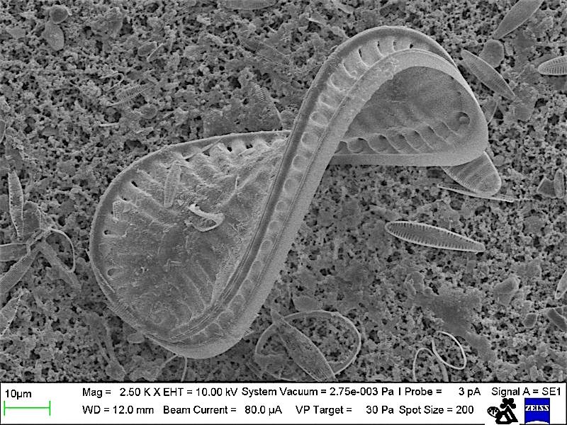 File:Surirella spiralis - SEM MUSE - sharpened.jpeg