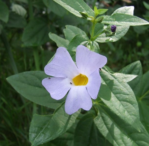 File:Thunbergia natalensis Nyanga 16.2.07 (7880320186).jpg