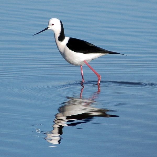 File:Whiteheadedstilt.jpg