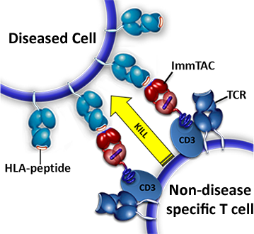 File:Wiki ImmTAC mechanism of action diseased cell.png