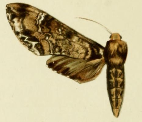 File:04-Poliana wintgensi (Strand, 1910) (Taboribia).JPG