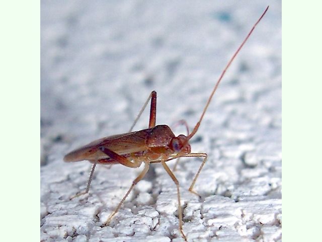 File:Amblytylus nasutus1.jpg