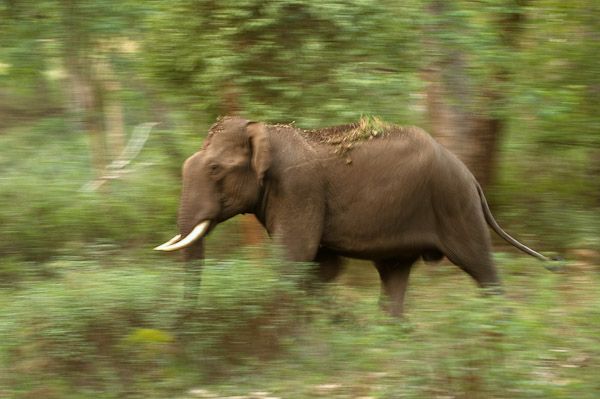 File:Asian Elephant panning.jpg