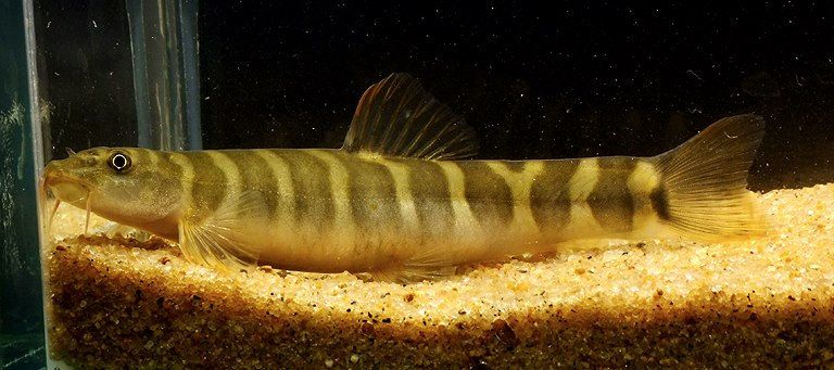 File:Banded Mountain Loach (16643232785).jpg