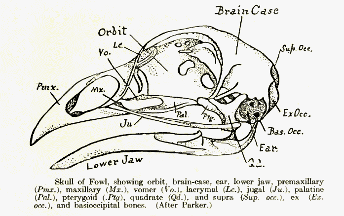 File:BirdSkull.png