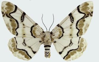 File:Biston thibetaria female.JPG