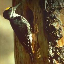 File:BlackbackedWoodpecker23.jpg