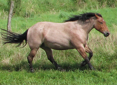 File:Caballo-ruano-castaño.png