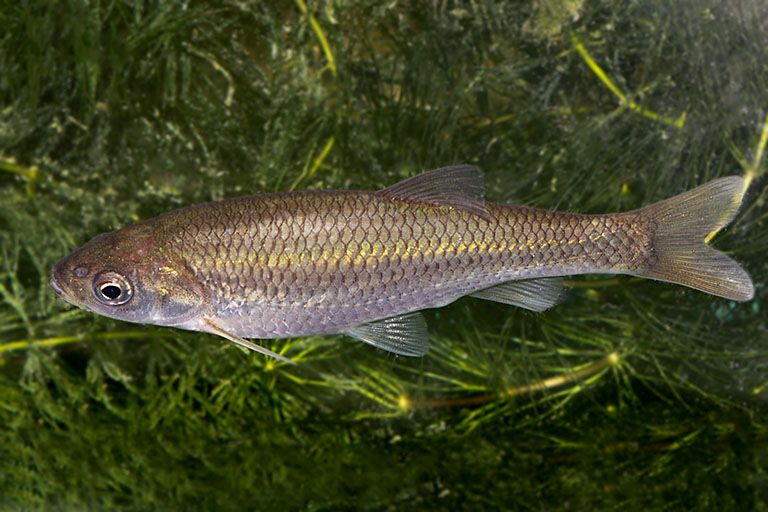 File:Cachuelo valenciano (Squalius valentinus).jpg