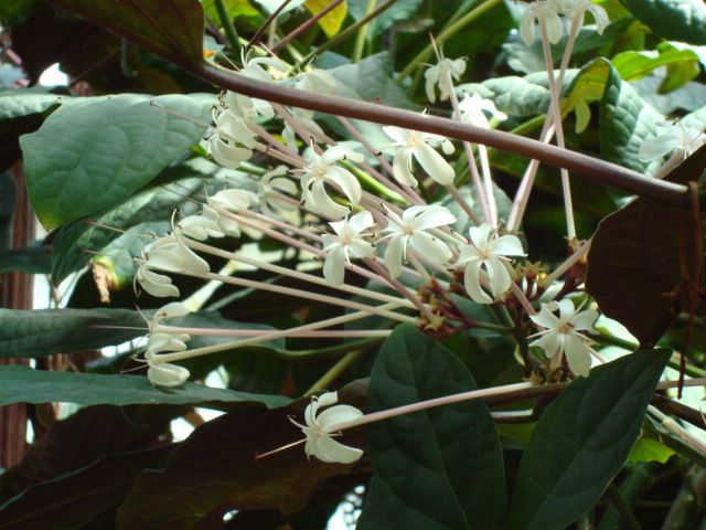 File:Clerodendrum quadriloculare.JPG