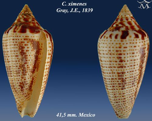 File:Conus ximenes 3.jpg