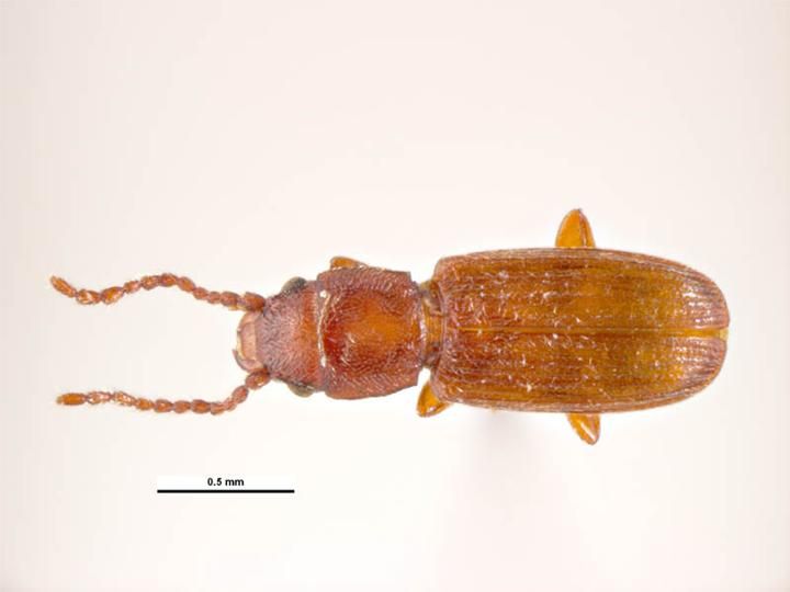 File:Cryptolestes ferrugineus1.jpg