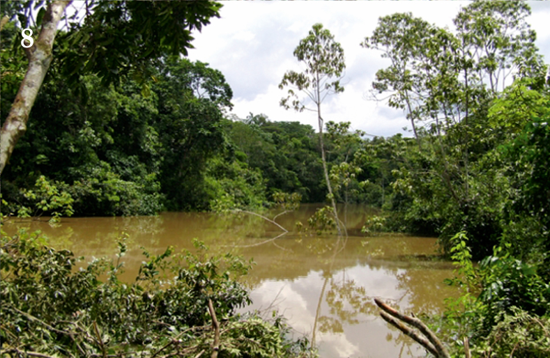 File:Drymaeus strigatus habitat.png