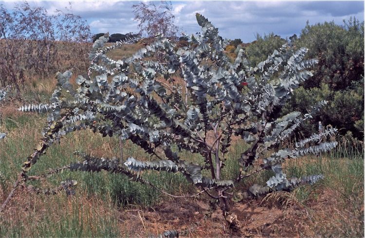 File:Eucalyptus rhodantha.jpg