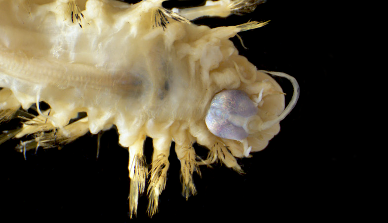 File:Eunoe abyssorum anterior.png