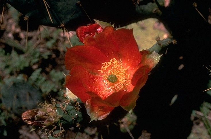 File:Flower Opuntia engelmannii var lindheimeri.jpg