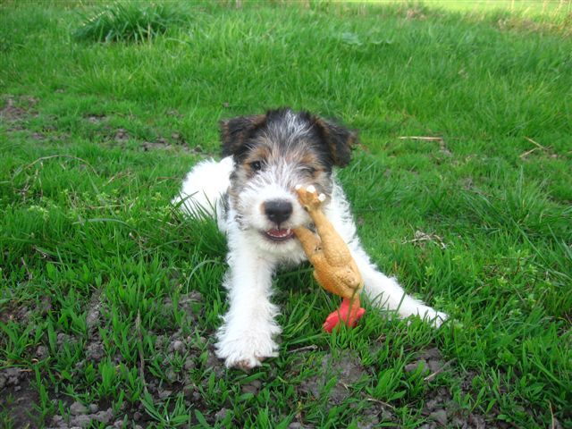 File:Fox Terrier Wire Puppy 2.jpg