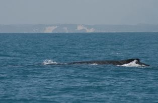 File:Frazer-island-whale-watch.jpg