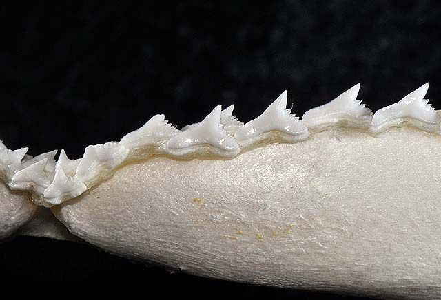 File:Galeorhinus galeus lower teeth.jpg