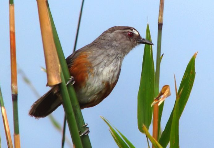 File:Grey breasted laughing thrush- Asambu Hill Race.jpg