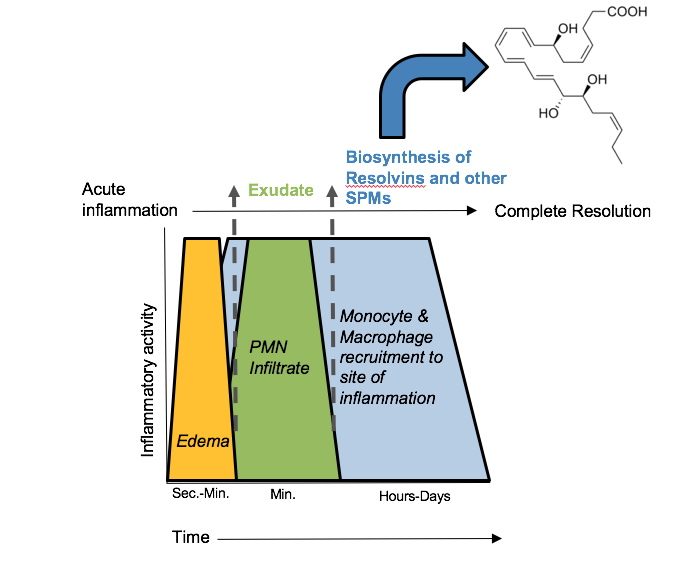 File:Inflammation time-course.png