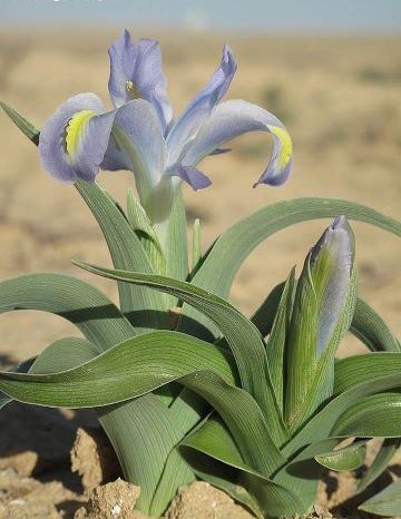 File:Iris regis-uzziae in Israel.jpg