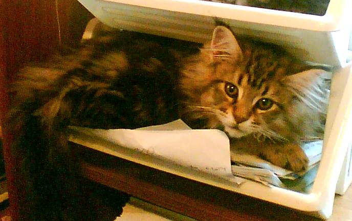 File:Maine Coon kitten Filing.png